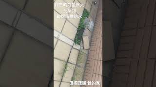 案例86:抓漏 頂樓 長草到破壞防水層 磁磚 實況