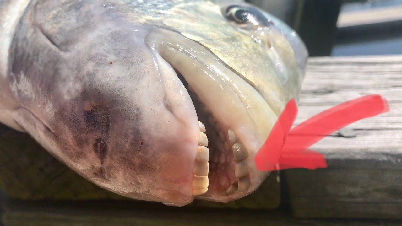 Fish Human Teeth