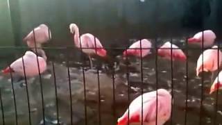 チリーフラミンゴ（Chilean Flamingo）・川崎市立 夢見ヶ崎動物公園 \