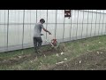 霧峰區溫室cy80 6聯混刀組 超硬土質鬆土 tiller tilling in greenhouse hard soil corn 中耕機