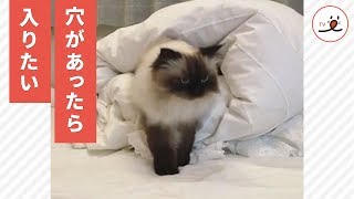 何かあるかも！お布団トンネルにとびこむ猫さん😺 【PECO TV】