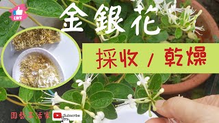 金銀花採收/日曬/DIY茶飲【金銀花甘草茶】