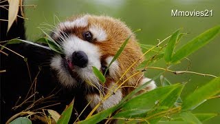 あっちの笹はう〜まいぞ♪~Red Pandas eat bamboo leaves