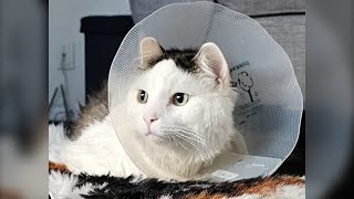 Cat survives 11th-floor fall, Quebec family left with $7K bill