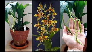 Новая орхидея ROSSIOGLOSSUM RAWDON JESTER  -  в ожидании цветения!