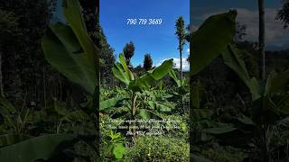 1 acre farmland for sale in Attappadi with banana plantation | near Coimbatore #farmlandforsale #1m