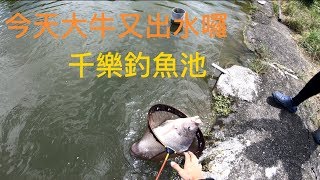 【池釣】千樂釣魚池，加放魚及彩金魚，池釣高手如雲!!!