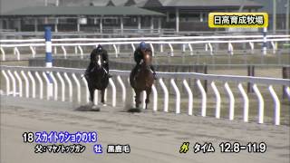 【2015育成馬展示会　調教映像】上場番号18 スカイトウショウの１３