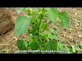 குப்பைமேனி பொன்மேனி kuppaimeni acalypha indica mooligai manithan