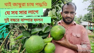 উচ্চ ফলনশীল থাই জাম্বুরা চাষ পদ্ধতি। মিষ্টি ও রসালো থাই জাম্বুরা। ২ বছরে বাস্পার ফলন।