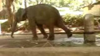 Hungry Baby Elephant.. (EVA 9 year Old) @ Konni, Patthanmthitta