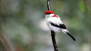 Araripe Manakin - Rare Brazilian Bird