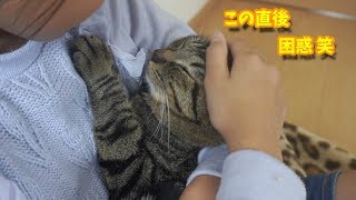 娘のモフで至福な猫♪ あまりの顔に吹き出して困惑笑【すずとコテツ】