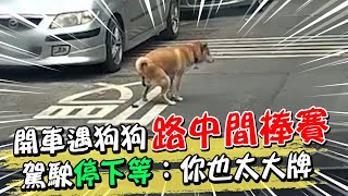 開車遇狗狗路中間棒賽 駕駛停下等：你也太大牌@吃瓜第一排teatime