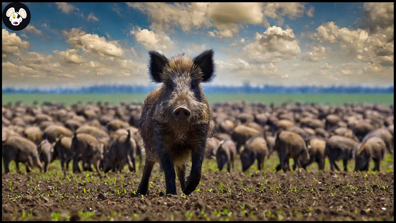 How American Hunters And Farmers Deal With Millions Of Wild Boars And