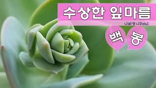 백봉! 수상한 잎 마름.잎장 마름이 정상마름이 아닌 여러장이 동시에 마를 때. 백봉 키우기. succulents.たにくしょくぶつ.多肉植物.