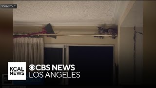 Rancho Cucamonga home gets unexpected visitor when bobcat sneaks inside