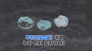 연잎성게는 모래 위에서 얼마나 빨리 사라질까?