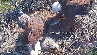 #226🦅SWFL Eagle Nest／F23💗M15／Southwest Florida Eagle Cam