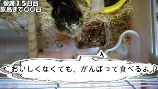 ⑮スズメのひなを保護しました（１５日目）「おいしくなくても、がんばって食べるよ！」