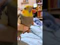 Adorable Cockatiel Jojo's Cute Singing Moments 🎶🦜 #cockatielscraze #birdscharm #birdsinging