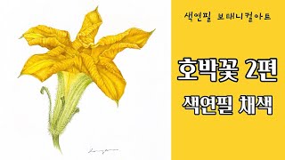 색연필기초/호박꽃 2편/색연필 채색편/색연필 보태니컬아트 /꽃 주름의 끝판왕! 주름 쉽게 표현하는 방법/colored pencils botanical art