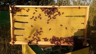 Πως έχτισε τις πιο κακές κηρήθρες το μελίσσι: Φετινός αφεσμός με κέφια ΜΕΡΟΣ 1