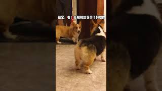 看看福宝以前争宠的小样儿%柯基 %傻狗的日常 %小短腿的快乐#corgi