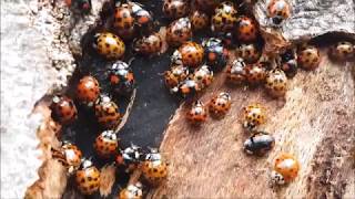 LADYBIRDS HIBERNATING