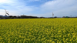 「菜の花・満開に鯉のぼり泳ぐ」古賀市筵内・菜の花畑２０２０