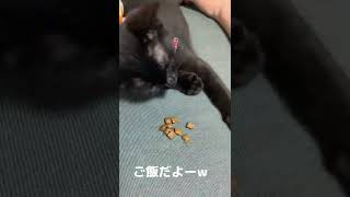 保護猫ジジ眠いのに…💤 #shorts