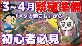 【メダカ】春3月～4月飼育管理方法　繁殖準備　メダカ起こしから繁殖準備の説明　初心者必見【メダカ大好きカズ２】