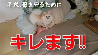 ママを守ると決めた犬の行動。怒る子犬ポメラニアン