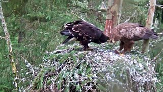 Suur-konnakotkas~Tiiu is feeding Teet~5:22 am 2020/08/08