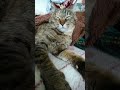 sleepy cat ネムネムでも何かに気づいてしまう？猫😺あじこさん💛 cat 猫 cute animals relaxing shorts