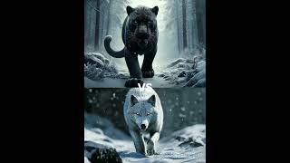 Black Panther vs White Animals (Lion, Tiger, Wolf)