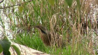 American Bittern singing. Американская выпь поет (458sp)