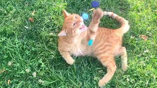 Funny orange cat loves to play, very cute