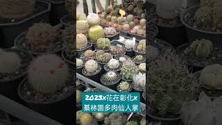 2023x花在彰化x綦林園多肉仙人掌 #succulent #多肉植物 #田尾 #仙人掌 #花 #shorts