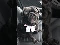 おリボンつけて可愛くなった黒パグ a cute black pug with a ribbon