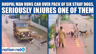 Bhopal man runs car over pack of six stray dogs, seriously injures one of them