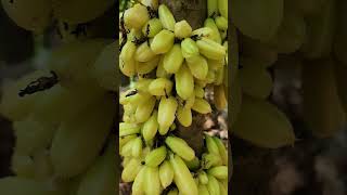 Yellow Bilimbi(മഞ്ഞ വിലുമ്പി പുളി)