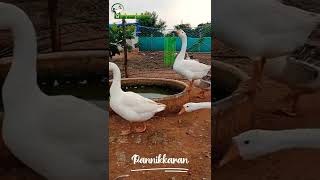 Goose Ducks Evening Moments | கூஸ் வாத்துக்களின் மாலை தருணம் | Duck Farming | வாத்து வளர்ப்பு