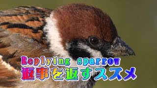 素直な返事を返して来るスズメ ～Heartfelt reply from the sparrow.～