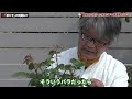 【バラの育て方】春のバラ管理のコツ♪安心！安全！4月の芽かき♪（2022年4月15日）