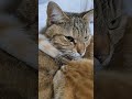 『なんや、その首輪は！？』 ねこのいる暮らし ねこのいる生活 猫のいる暮らし ねこ ネコ 猫 cat