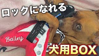 ロックになれるグッズがたくさん！犬が喜ぶDoggy Box（ドギーボックス) 7月号の中身開封レビュー！