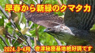 #クマタカ 　最後閲覧注意　2024年3月から4月分の動画を纏めました。　近距離を飛翔する野生のクマタカをご覧ください。