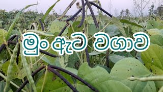 මුං වගාව-Green Gram Cultivation 🌾