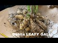 Dahlias: what is LEAFY GALL?